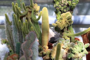 Cactuses of large sizes and various shapes grow in the greenhouse