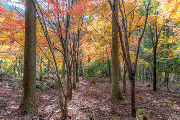 Fototapeta premium 勝手神社