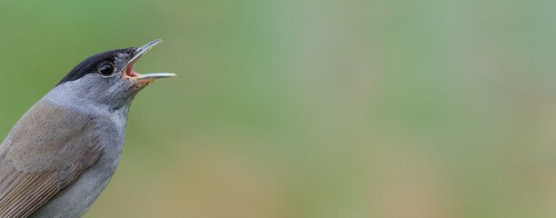 Eurasian Blackcap (Sylvia atricapilla) male bird singing close up