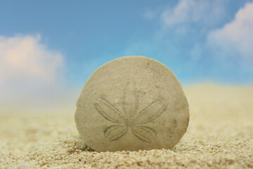 Fototapeta na wymiar Sand Dollar on Beach With Blue Sky Background