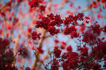 European Rowan (Sorbus aucuparia)