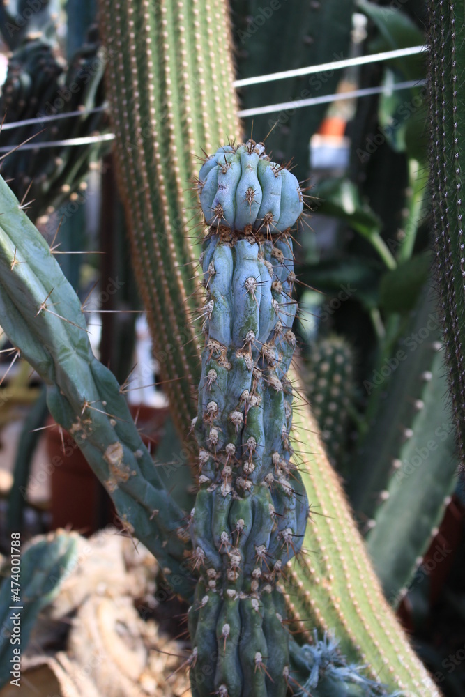 Sticker Cactuses of large sizes and various shapes grow in the greenhouse