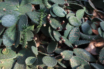 Cactuses are blooming in the greenhouse. Their flowers are beautiful and delicate