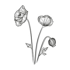 illustration flower poppy flora line abstraction