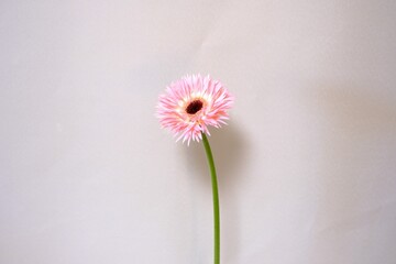 一本のピンクの花