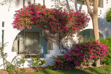Fototapeta na wymiar Detail of white wall of a house and red flower tree on the street of Egypt in Sharm El Sheikh