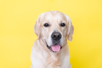Portrait of a happy dog on a yellow background. The golden retriever looks at the camera.
