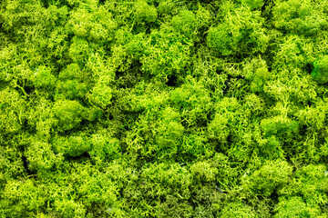 Fresh and lively green moss.