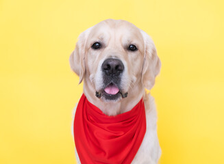 A cute dog with a red bandana around his neck sits on a yellow background. A golden retriever dressed as a cowboy or sheriff smiles and looks at the camera.