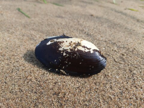 Unio pictorum shell.
Unio pictorum or&nbsp;painter's mussel is a&nbsp;species&nbsp;of medium sized freshwater&nbsp;mussel. These an&nbsp;aquatic&nbsp;bivalve&nbsp;mollusk&nbsp;in the&nbsp;family&nbsp;Unionidae, the river mussels.
