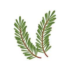 Branch of spruce pine with green needles for decoration for the holiday. Vector Christmas clipart, isolated illustration on a white background. For postcards, banners, flyers