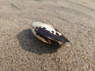 Unio pictorum shell.
Unio pictorum or painter's mussel is a species of medium sized freshwater mussel. These an aquatic bivalve mollusk in the family Unionidae, the river mussels.
