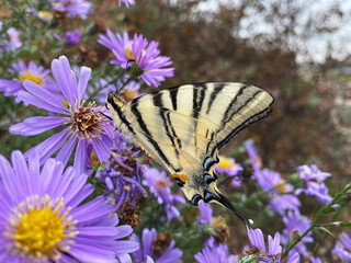 butterfly sailboat striped sits on a purple flower. Insects in the wild, natural