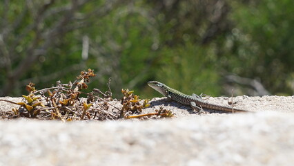 a lizard in Santa Teresa Gallura, Sardinia, in the month of October