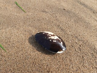 Unio pictorum shell.
Unio pictorum or painter's mussel is a species of medium sized freshwater mussel. These an aquatic bivalve mollusk in the family Unionidae, the river mussels.