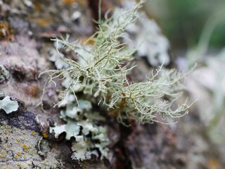 Moss