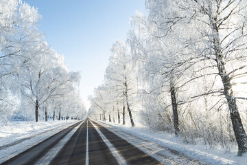winter snow covered road frozen birch tree alley sun shining sunset bright wonderland  asphalt