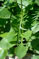 Single-flowered sawwort