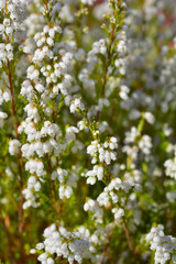 White bell heather