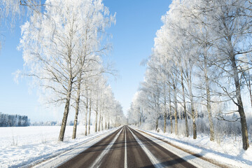 snow covered road in winter frozen birch trees alley blue sky sunshine wonderland narrow road white center line symmetry 