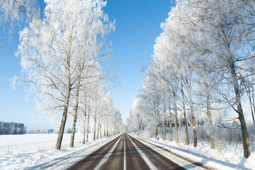 snow covered road in winter frozen birch trees alley blue sky sunshine wonderland narrow road white center line symmetry 