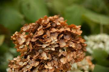 dried brown flowers close-up. hydrangea. flowers in the garden. bushes with flowers. background with flowers