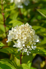 Paniculate hydrangea Little Lime