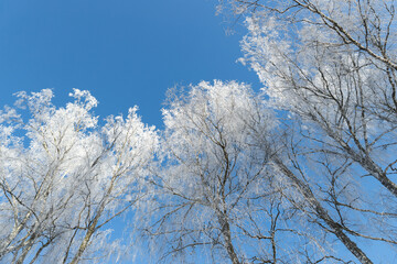 snow covered frozen birch tree in blue sky sun shining contrast 