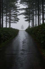 Fototapeta premium 霧雨の中の一本道の先にある一本の木