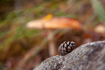 a small bump on a rock. a fir cone. mushrooms in the forest. bright fly agaric. orange mushroom