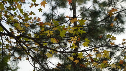 書写山 圓教寺の風景　秋