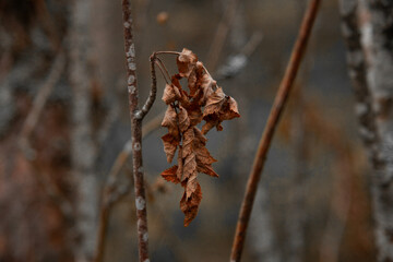 dried leaves on a branch. the dry leaves are brown. winter in the forest