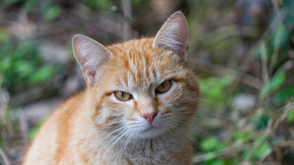 Close up Portrait of cat looking in camera, Sochi, Russia.