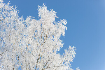 snow covered frozen birch tree in blue sky sun shining contrast 