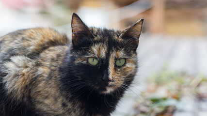 Close up Portrait of colored cat looking in camera, Sochi, Russia.