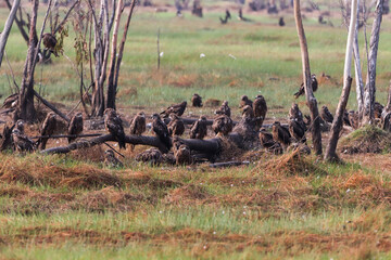 animals in the grass