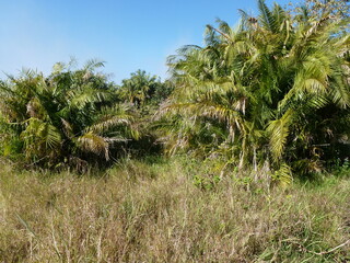 Obraz premium Jungle at Victoria Falls of River Zambesi, Zimbabwean shore, Unesco World Heritage Site, Victoria Falls, Zimbabwe