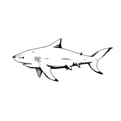 Shark Fish Marine Animal Line Art Silhouette Design Element Art SVG EPS Logo PNG Vector Clipart Cutting Cut Cricut
