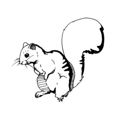 Squirrel Line Art Silhouette Design Element Art SVG EPS Logo PNG Vector Clipart Cutting Cut Cricut