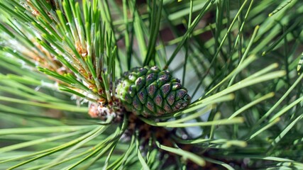 Closeup of pine tree needles and cone. Sochi, Russia.