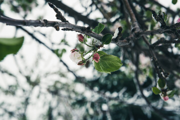 White Apple blossoms in snow