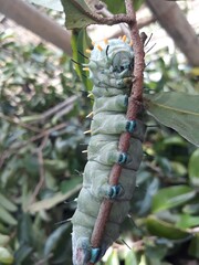 caterpillar on a branch