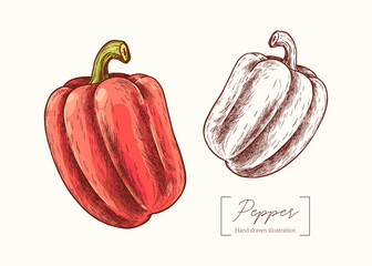 Vector hand drawn Pepper illustration in vintage engraving style. Botanical Illustration. Eco food. Healthy vegetable. Bulgarian sweet pepper. Menu design, restaurant, shop
