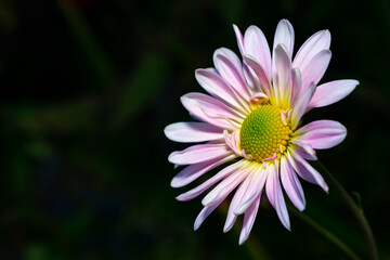 White purple chrysanthemum