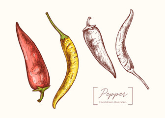Vector hand drawn chili pepper illustration in vintage engraving style. Botanical Illustration. Eco food. Healthy vegetable. Red and yellow hot peppers. Menu design, restaurant, shop