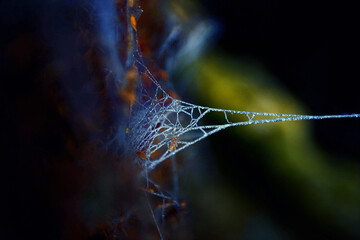 Spider web