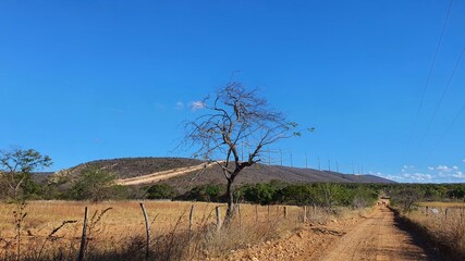 landscape with trees