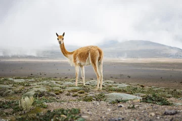 Wandcirkels Lama Vicuna at the feet of the massive Chimborazo  © Ludovic