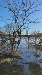 tree in the water