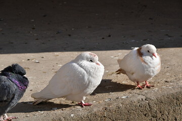 Doves on the stone floor. Doves under the rays of the bright sun.